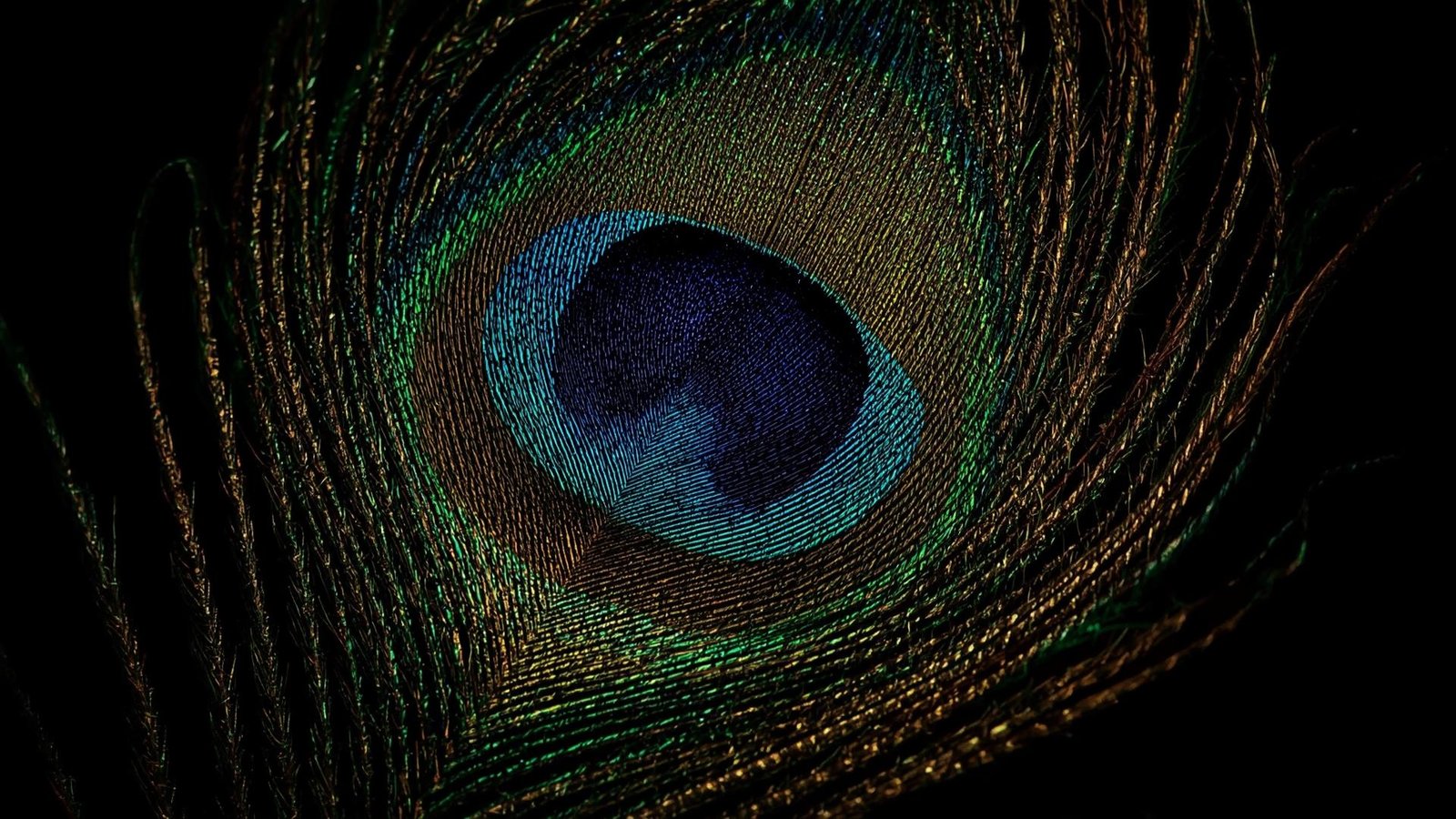 Download Free Minimalist Peacock Feather Background loading=
